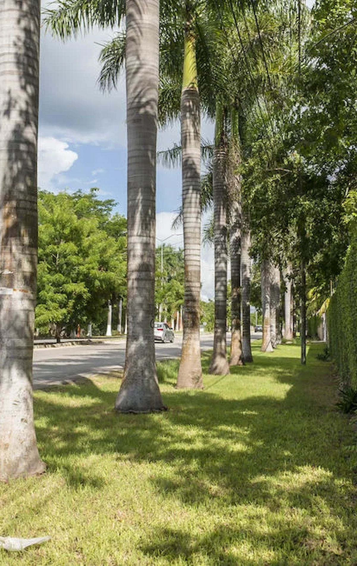 Temozón Norte Mérida - zona residencial y comercial